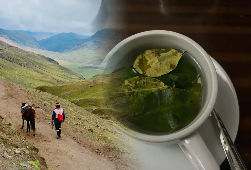 Mate de Coca y cuidado en la altura Cusco