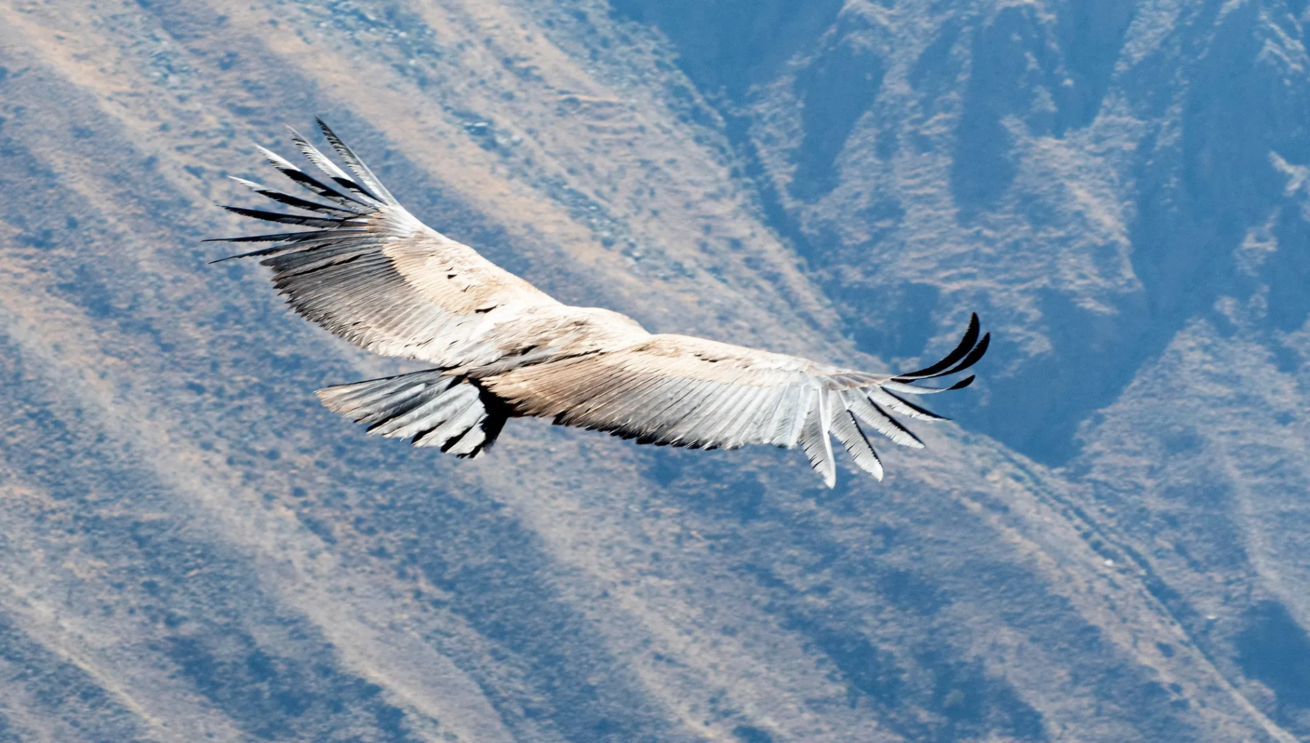 Itinerario Tour Cañón Del Colca