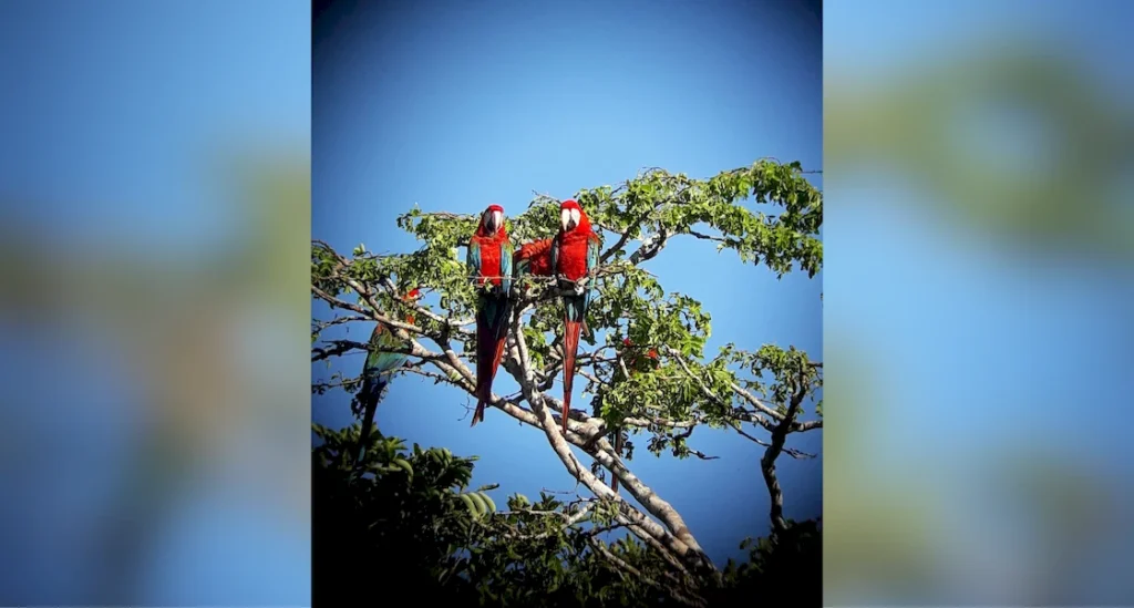Manu Jungle Expeditions: 3 Días de Inmersión en la Amazonía